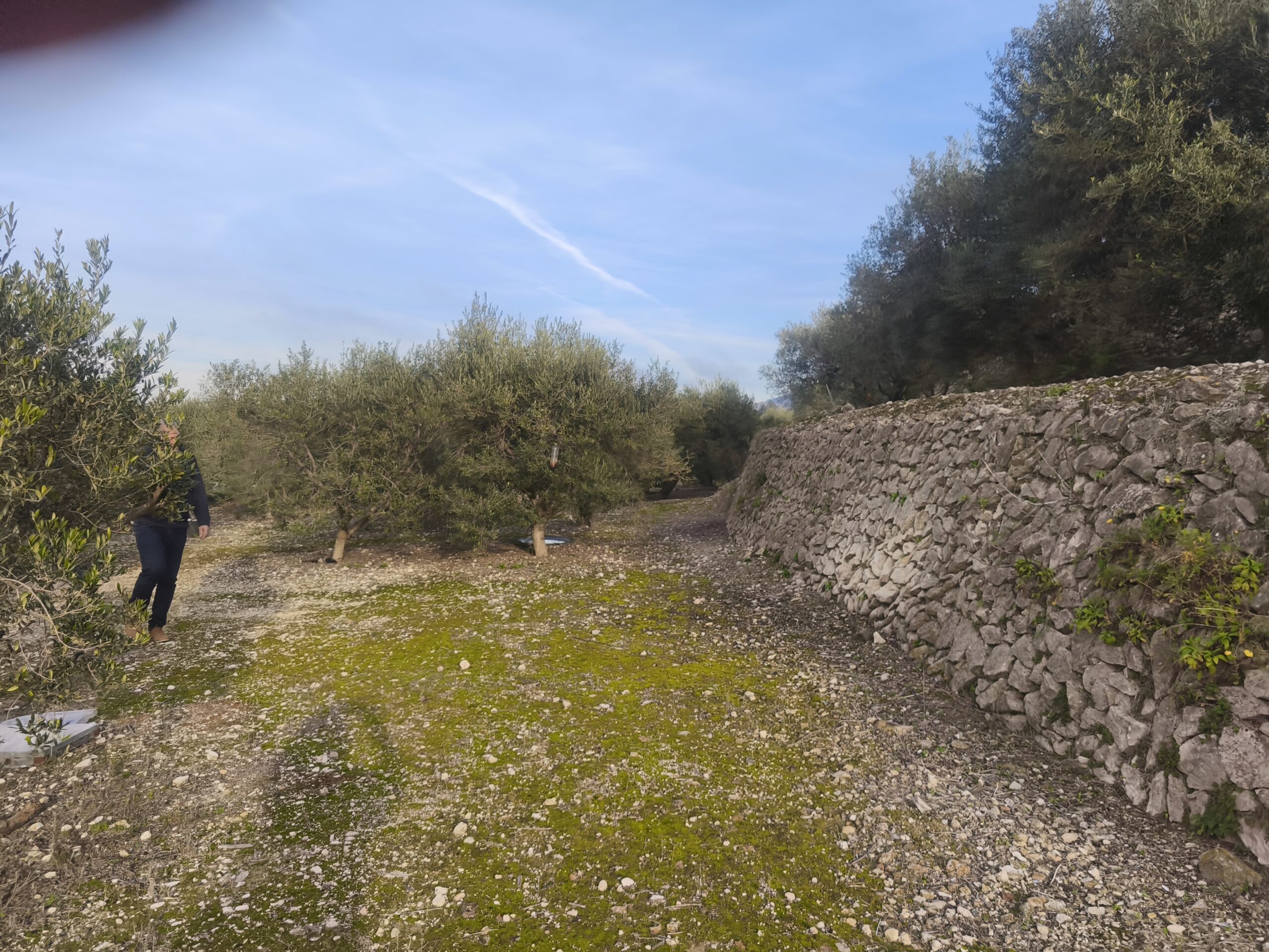 parcela-urbana en llosa-de-camacho ·  80000€