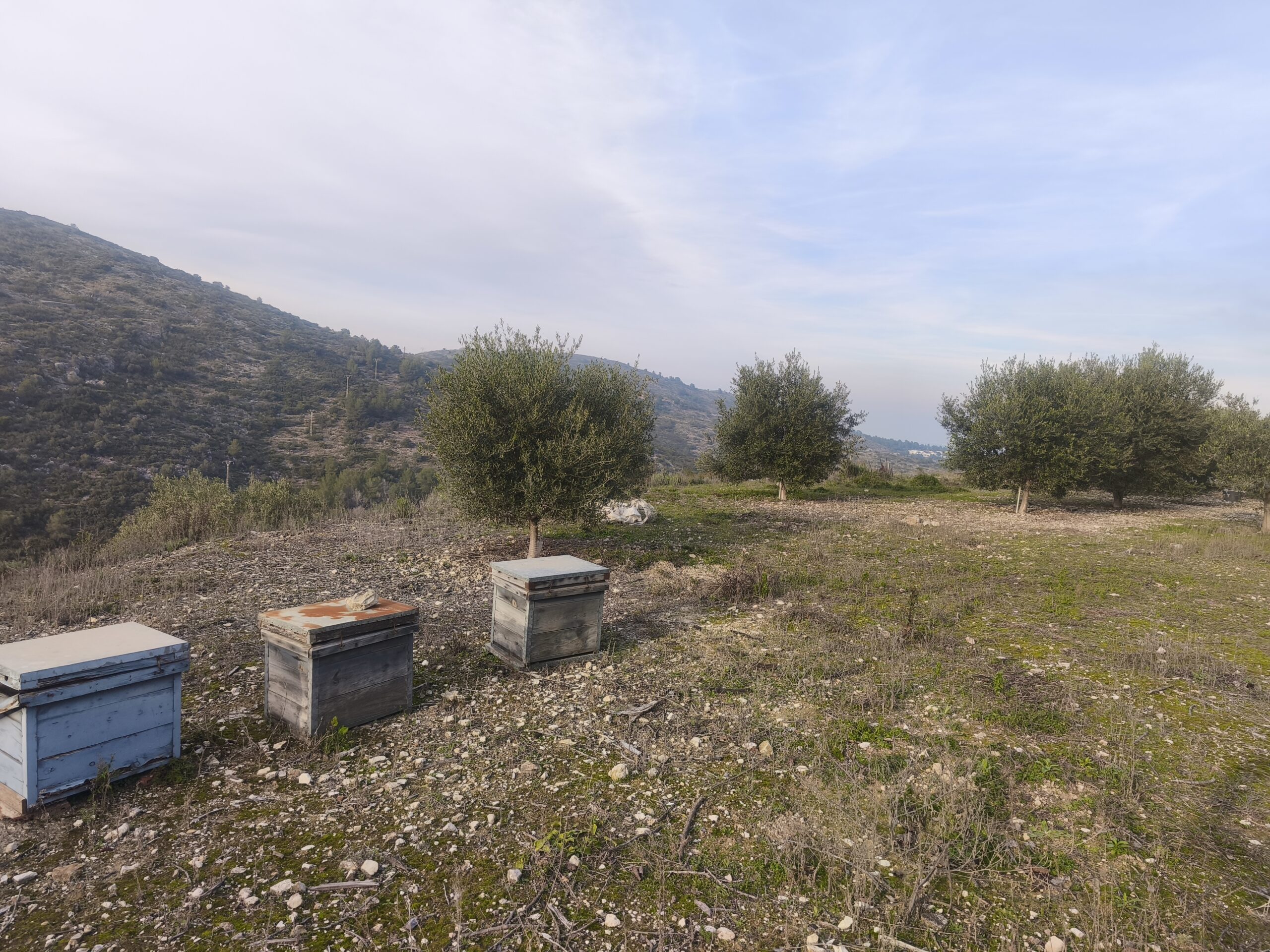 parcela-urbana en llosa-de-camacho ·  80000€